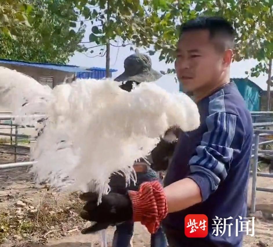 养10百只鸵鸟做吃播，一场别开生面的美食冒险之旅