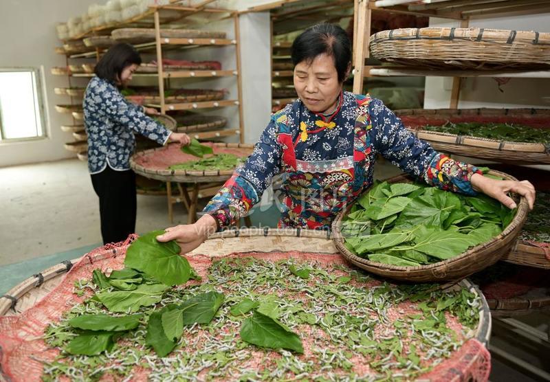 澳门最精准正最精准龙门蚕内部报告与市场趋势研究,澳门最精准正最精准龙门蚕_户外版95.979