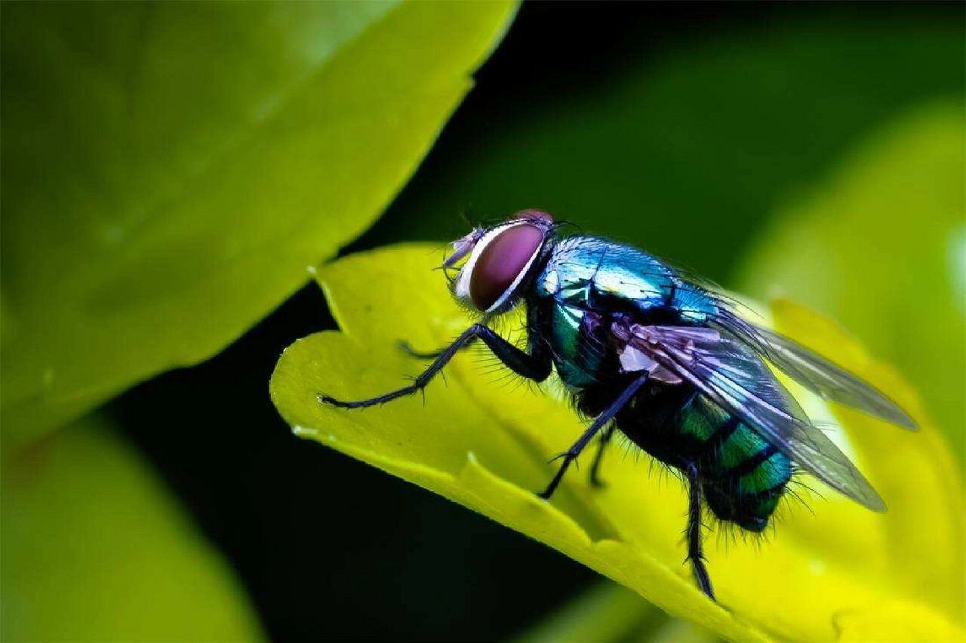 首次截获印度翠蝇，揭秘神秘生物背后的故事与未来挑战