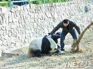 小熊猫闯入客房惊现伤人事件，深度剖析背后的隐患与反思！地方新闻独家报道。