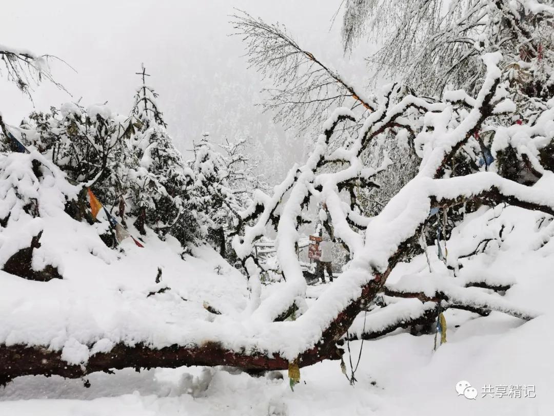 惊魂瞬间！云南雨崩雪崩突袭，游客尖叫逃命，生死一线谁在守护？