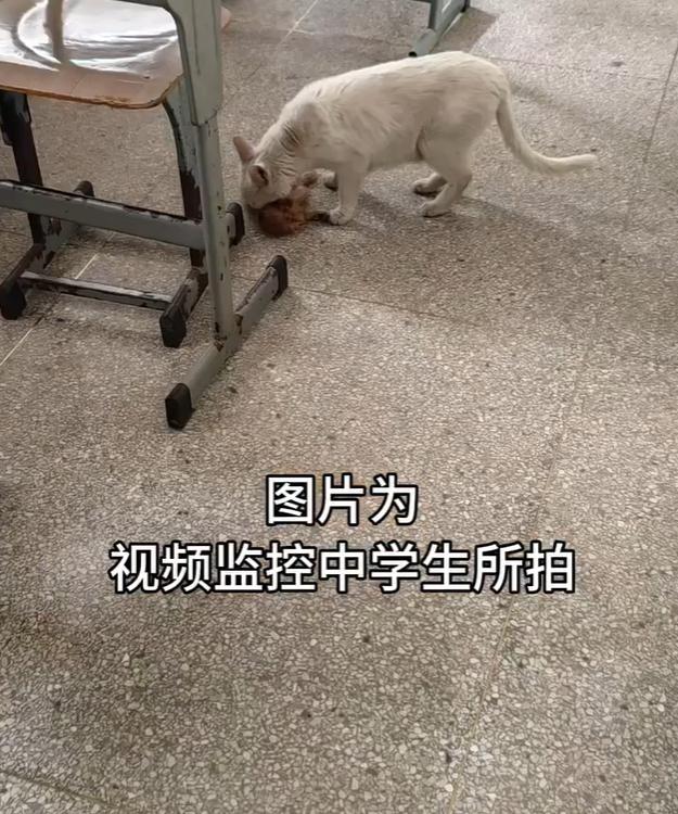 监控还原猫咪尸体被放课桌事件