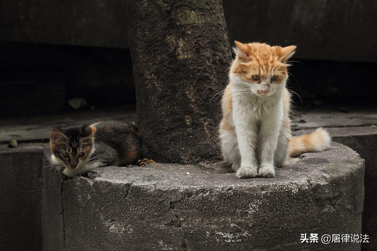 谁信啊肇事逃逸的居然是一辆猫