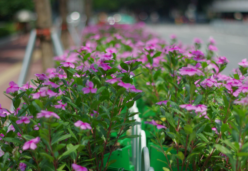 惊！遇到这种矮花怎么拍？摄影师们都疯了！