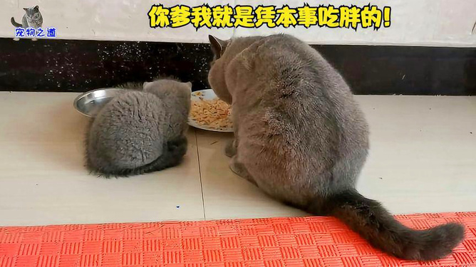 “胖猫”妈妈回应90多吨食物被浪费