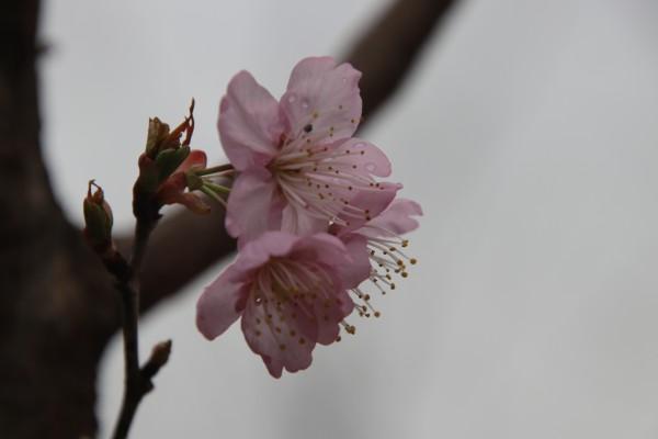 惊！南京鸡鸣寺樱花树下人潮汹涌，花瓣竟被淹没？游客，这哪是赏花，这是赏人！